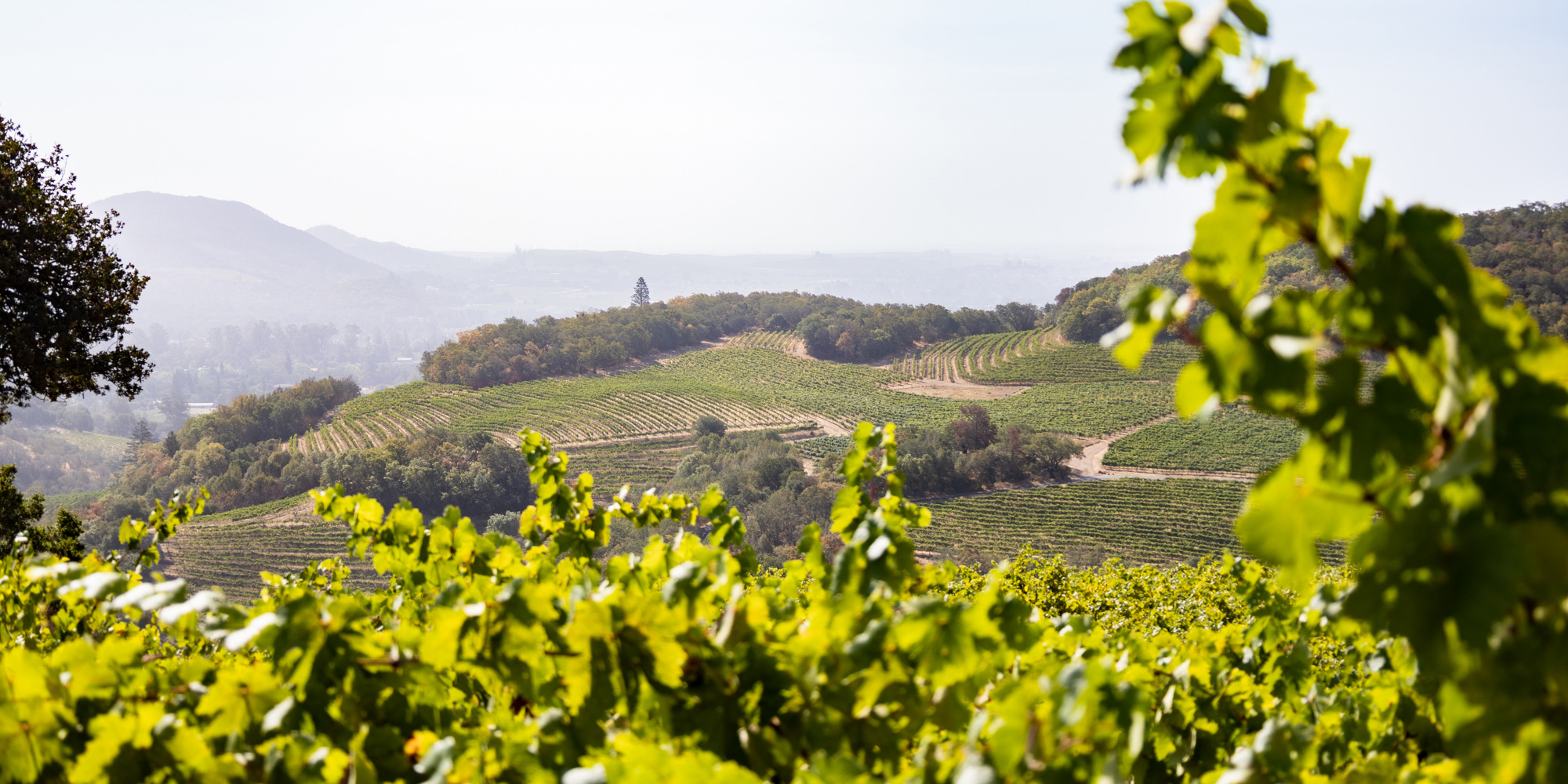 Vineyard