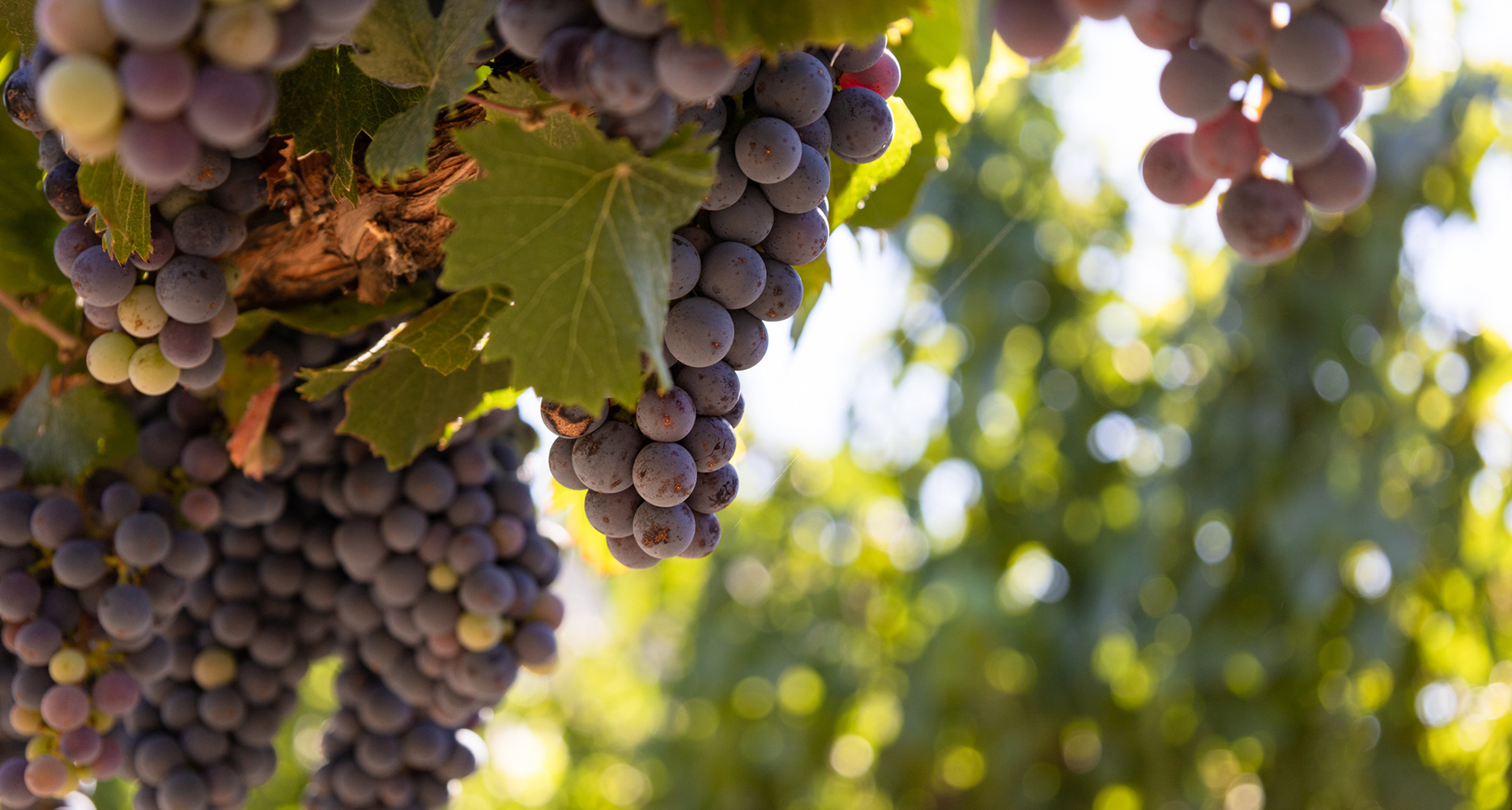 Purple Grapes