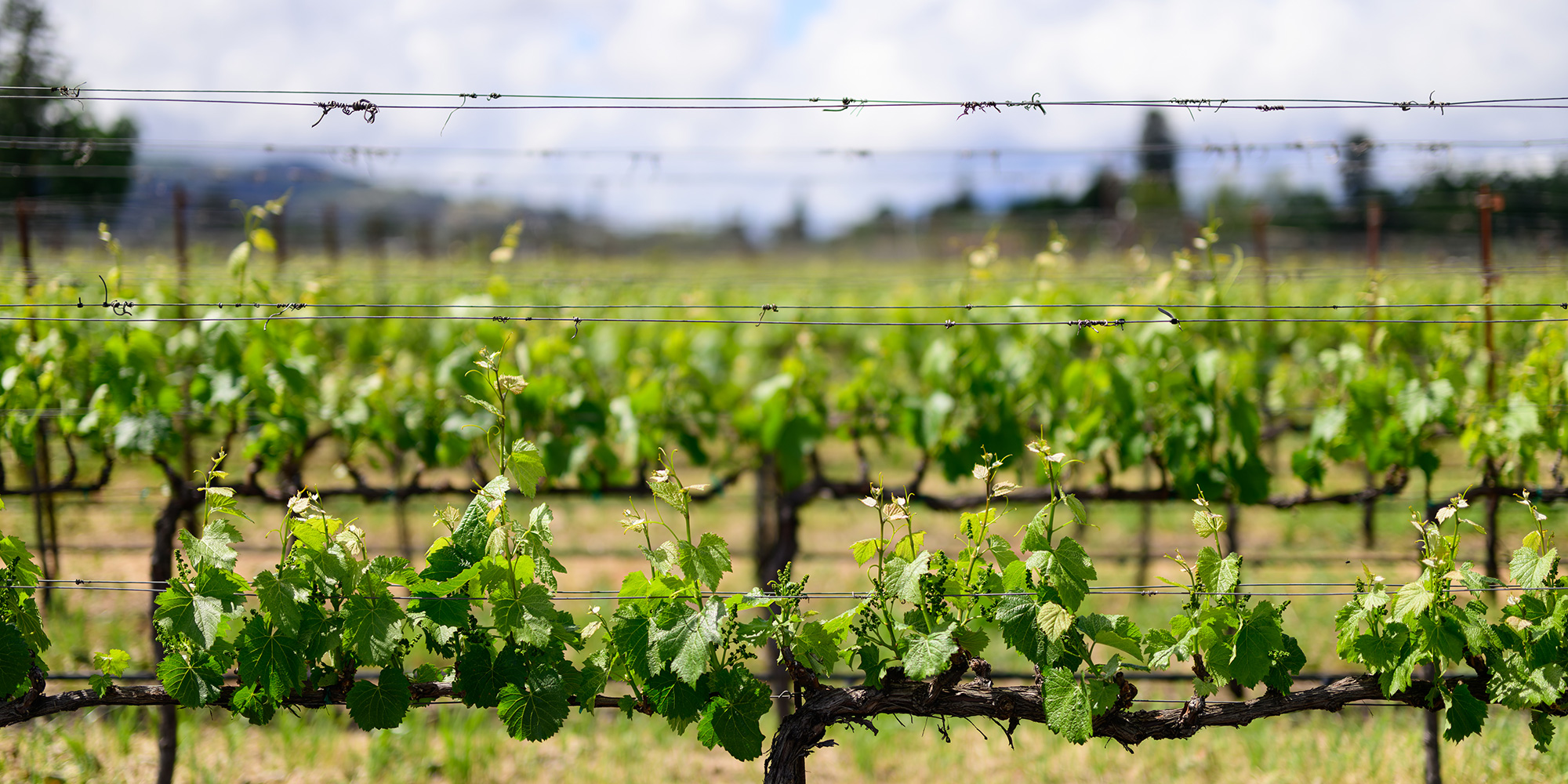 Grape Vines