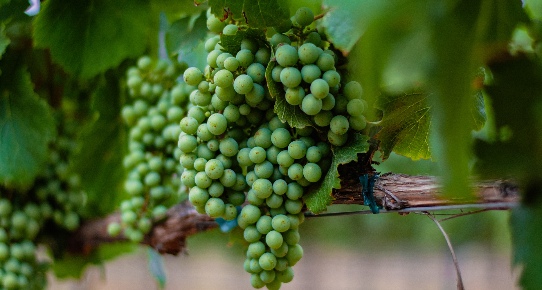 Green Grapes
