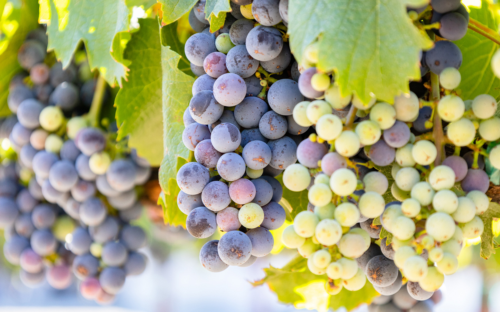 Green and Purple Grapes